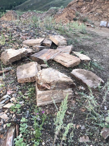 Плитняк кора дерева 50-100мм для пошаговых дорожек купить в Дубне